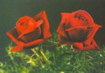 /album/pohladnice-s-dvoma-ruzami/rose-28-jpg/