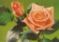 /album/pohladnice-s-dvoma-ruzami/rose-10-jpg/