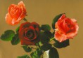 /album/tri-ruze-na-pohladnici/rose-19-jpg/