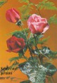 /album/tri-ruze-na-pohladnici/rose-14-jpg/