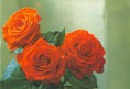 /album/tri-ruze-na-pohladnici/rose-17-jpg/