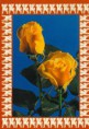 /album/pohladnice-s-dvoma-ruzami/a6-g-jpg/